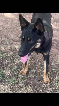 Lumi -  Shepherd and Australian Cattle Dog Blue Heeler Dog for Adoption - Lumi | PetCurious