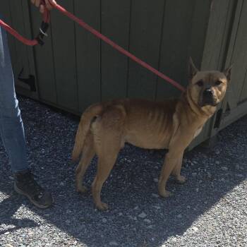 Burger king 26-0386 -  Mixed Breed Dog for Adoption in Yanceyville, North Carolina - Burger King 26-0386 | PetCurious