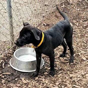 Wednesday -  Black Labrador Retriever and Great Dane Dog for Adoption in Ringwood, New Jersey - Wednesday | PetCurious