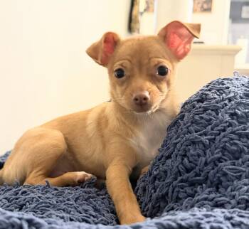 Dixie -  Chihuahua and Dachshund Dog for Adoption in Oakland Park, Florida - Dixie | PetCurious