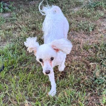 Jelly Bean Juniper -  Miniature Poodle and Maltese Dog for Adoption in Houston, Texas - Jelly Bean Juniper | PetCurious