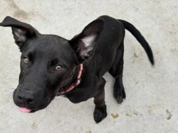 Pit Bull Terrier Dogs Available for Adoption in Tulsa, Oklahoma - PAUL | PetCurious