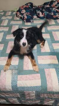 Mar -  Border Collie and Corgi Dog for Adoption in Campton, Kentucky - Mar | PetCurious