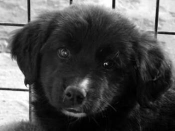 Sampson -  Cattle Dog Dog for Adoption in Butte, Montana - Sampson | PetCurious