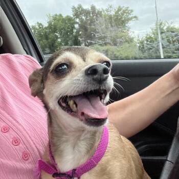 Molly -  Chihuahua and Mixed Breed Dog for Adoption in Farmersville, Ohio - Molly | PetCurious