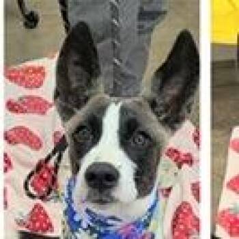 Kira -  Australian Cattle Dog Blue Heeler and Shepherd Dog for Adoption in Clearwater, Florida - Kira | PetCurious