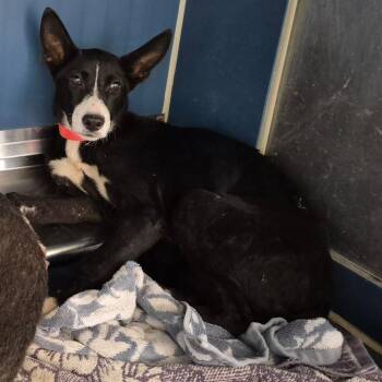 Shepherd and Mixed Breed Dogs Available for Adoption in Yuma, Arizona - Reba | PetCurious