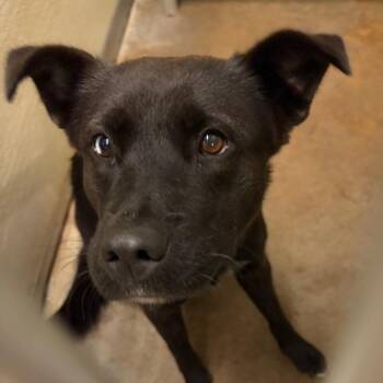 Incognito -  Mixed Breed Dog for Adoption in Lake Jackson, Texas - Incognito | PetCurious