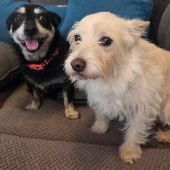 Ruben -  West Highland White Terrier Westie and None Dog for Adoption in Brownsboro, Alabama - Ruben | PetCurious