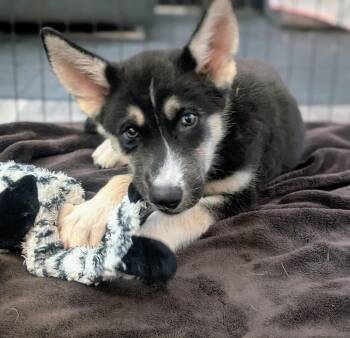 Vermax -  Husky Dog for Adoption in Waunakee, Wisconsin - Vermax | PetCurious