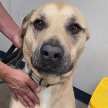 Mixed Breed Dogs Available for Adoption in Corydon, Indiana - SCRATCH | PetCurious