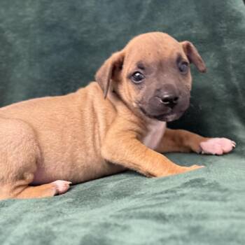 Pit Bull Terrier and Mixed Breed Dogs Available for Adoption in St. Peters, Missouri - Ozzie | PetCurious