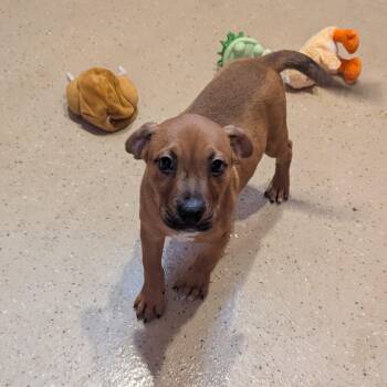 Stilwell Angel -  Mixed Breed Dog for Adoption in Fenton, Michigan - Stilwell Angel | PetCurious