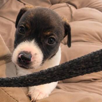 Independence -  Chihuahua and None Dog for Adoption in Tampa, Florida - Independence | PetCurious