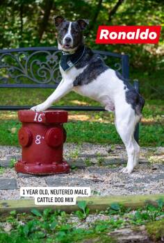 Ronaldo -  Cattle Dog Dog for Adoption in Sevierville, Tennessee - Ronaldo | PetCurious