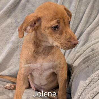 Jolene -  Dachshund Dog for Adoption in Marion, Illinois - Jolene | PetCurious