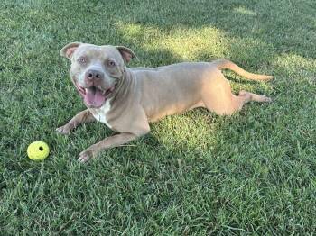 Rescue Mixed Breed Dogs for Adoption in Myrtle Beach, South Carolina - Ruffalo | PetCurious