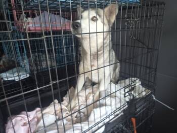 Lily  -  Husky Dog for Adoption in Kermit, Texas - Lily  | PetCurious