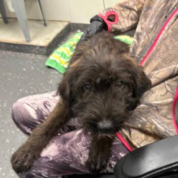 Fifi -  Mixed Breed Dog for Adoption in Columbiana, Alabama - Fifi | PetCurious