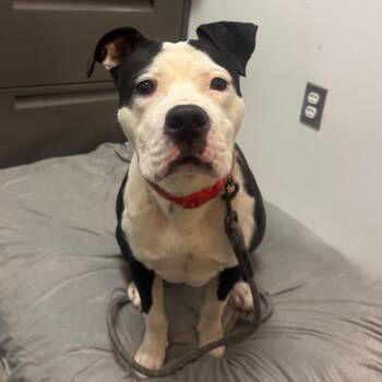 Mixed Breed Dogs Available for Adoption - Pingu | PetCurious