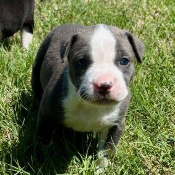 Mixed Breed Dogs Available for Adoption in Bentonville, Arkansas - Marilyn | PetCurious