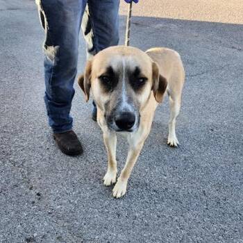 Shepherd and Labrador Retriever Dogs Available for Adoption - Pepper | PetCurious