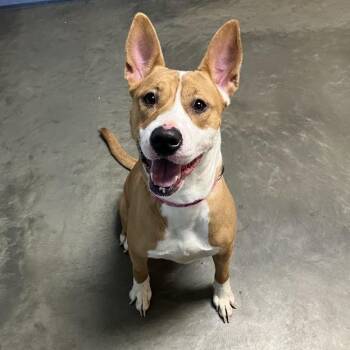 Anna Banana -  Mixed Breed Dog for Adoption in Dekalb, Illinois - Anna Banana | PetCurious