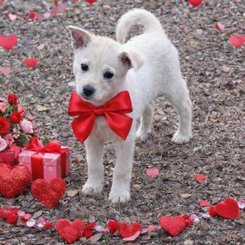 Shiba Inu Dogs Available for Adoption - Yuki | PetCurious