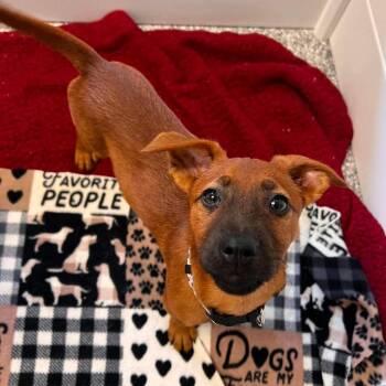 Rosita -  Terrier and Mixed Breed Dog for Adoption in St. Peters, Missouri - Rosita | PetCurious