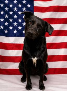Bear Bear -  Labrador Retriever Dog for Adoption in Irwin, Pennsylvania - Bear Bear | PetCurious