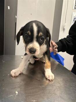 Zuko -  Mixed Breed Dog Available for Adoption in West Chester, Pennsylvania - Zuko | PetCurious