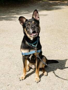 Milo Ryan -  German Shepherd Dog Dog for Adoption in Annapolis, Maryland - Milo Ryan | PetCurious
