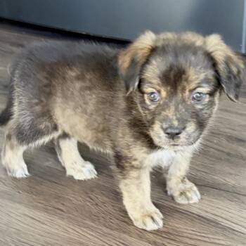 Hennessey -  Shepherd and Mixed Breed Dog for Adoption in Overland Park, Kansas - Hennessey | PetCurious