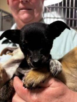Chihuahua Dogs Available for Adoption in Bothell, Washington - Willow | PetCurious