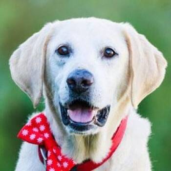 Leo -  Labrador Retriever Dog for Adoption in San Francisco, California - Leo | PetCurious