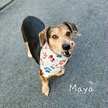 Maya -  Dachshund Dog for Adoption in Cleveland, Tennessee - Maya | PetCurious