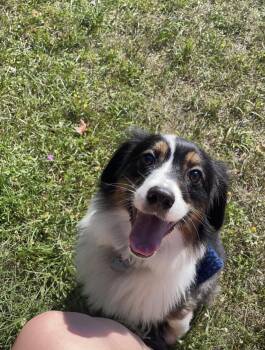 Yuki -  Australian Shepherd Dog for Adoption in Bellaire, Michigan - Yuki | PetCurious