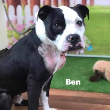 Ben -  Boxer and Terrier Dog for Adoption in Brock, Texas - Ben | PetCurious