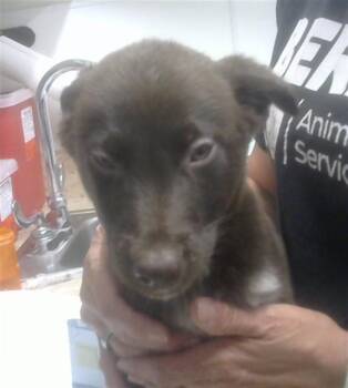Labrador Retriever and Mixed Breed Dogs Available for Adoption in Albuquerque, New Mexico - COCO PUFFS | PetCurious