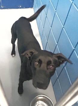 Campson -  Labrador Retriever and Shepherd Dog for Adoption in Hartsville, South Carolina - Campson | PetCurious
