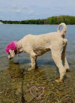 Lucky -  Standard Poodle Dog for Adoption in Maryville, Tennessee - Lucky | PetCurious