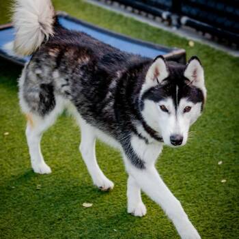 Siberian Husky Dogs Available for Adoption - Riley A2095880 | PetCurious