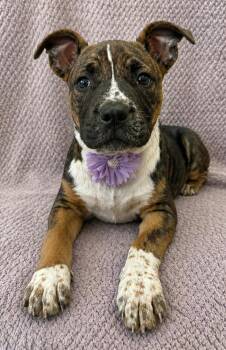 Bullmastiff and Pit Bull Terrier Dogs Available for Adoption in Lodi, California - Brianna | PetCurious