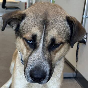 Rescue Mixed Breed Dogs for Adoption in Las Cruces, New Mexico - 100613 | PetCurious