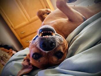 EDWARD -  Black Mouth Cur and Mixed Breed Dog for Adoption in Orlando, Florida - EDWARD | PetCurious
