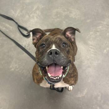 La Lune -  Mixed Breed Dog for Adoption in Pittsburgh, Pennsylvania - La Lune | PetCurious