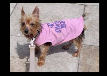 Mila -  Yorkshire Terrier Dog for Adoption in Boca Raton, Florida - Mila | PetCurious