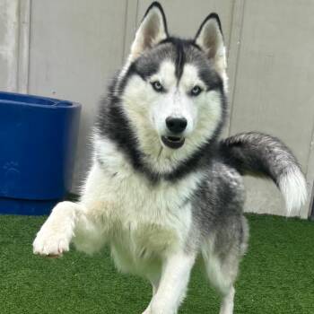 Happy Hank 5917 -  Husky Dog for Adoption in Loxahatchee Groves, Florida - Happy Hank 5917 | PetCurious
