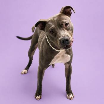 Olive -  Pit Bull Terrier and Mixed Breed Dog for Adoption in Concord, North Carolina - Olive | PetCurious