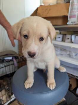 Danish - Maple -  Mountain Cur and Staffordshire Bull Terrier Dog for Adoption in Lakeland, Florida - Danish - Maple | PetCurious